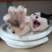 Photo of Plush**2nd Chance Cat Rescue**