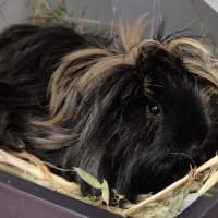 Photo of Piggy (Bonded With Pea)