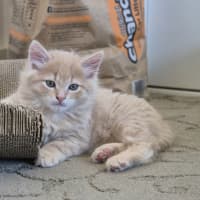 Photo of Gingie Bread