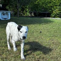 Photo of Nubby