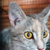 Photo of Marmie (Smokey)