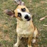 Photo of Roo