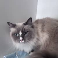 Photo of Shadow 