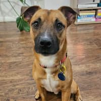 Photo of Bandit