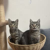 Photo of Acorn And Oak