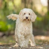 Photo of Willow
