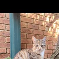 Photo of Honey