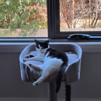 Photo of Batty**2nd Chance Cat Rescue**