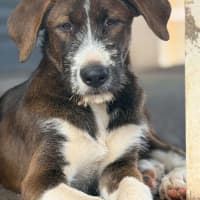 Photo of Odin