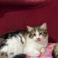 Photo of Basil