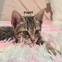 Photo of Poppy