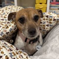 Photo of Twinkle