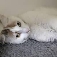 Photo of 🍹 Mimosa 5729 🍹