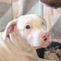 Photo of Casper   11 Month Old Staffy X