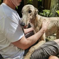 Photo of Ace, The Greyhound 