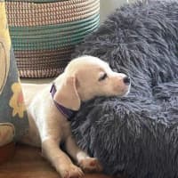 Photo of Lenny