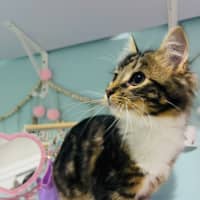 Photo of Morgan   Located In Grantville