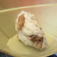 Photo of Wasabi