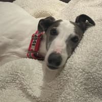 Photo of Marley