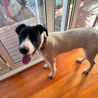 Photo of Buster