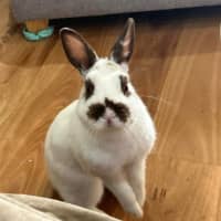 Photo of Marshmallow ~ Netherland Dwarf Bunny Rabbit