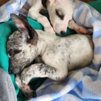 Photo of Paddy   10 Week Old Cattle Dog X