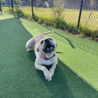 Photo of Alita Imp 1811