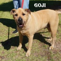 Photo of Goji