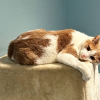 Photo of Lewis Sua013375