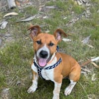 Photo of Ginger 