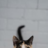 Photo of Sparkle