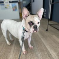 Photo of Bree