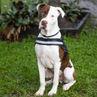 Photo of Diesel