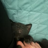 Photo of Gotham **2nd Chance Cat Rescue**