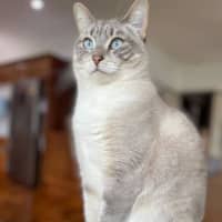 Photo of Luna