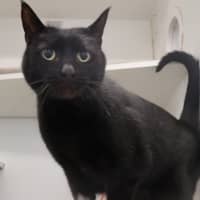 Photo of Salem