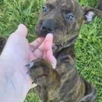 Photo of Koopa