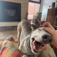 Photo of Percy (Aka Yankee) 