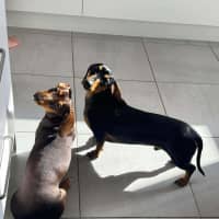 Photo of Crumb And Toby