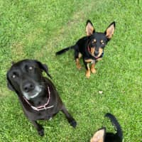 Photo of Rocky   6 Month Old Kelpie X (On Trial)