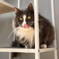 Photo of Greybie