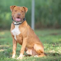 Photo of Tucker