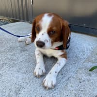 Photo of Bagel