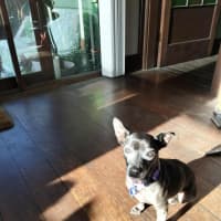 Photo of Nyxie   12 Year Old Jack Russell X