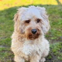 Photo of Bailey