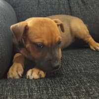 Photo of Macy