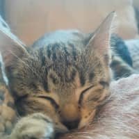 Photo of C1332 Jellybean