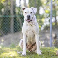 Photo of Bessie