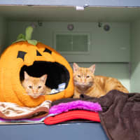 Photo of Garfield 