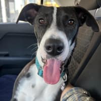 Photo of Comet
